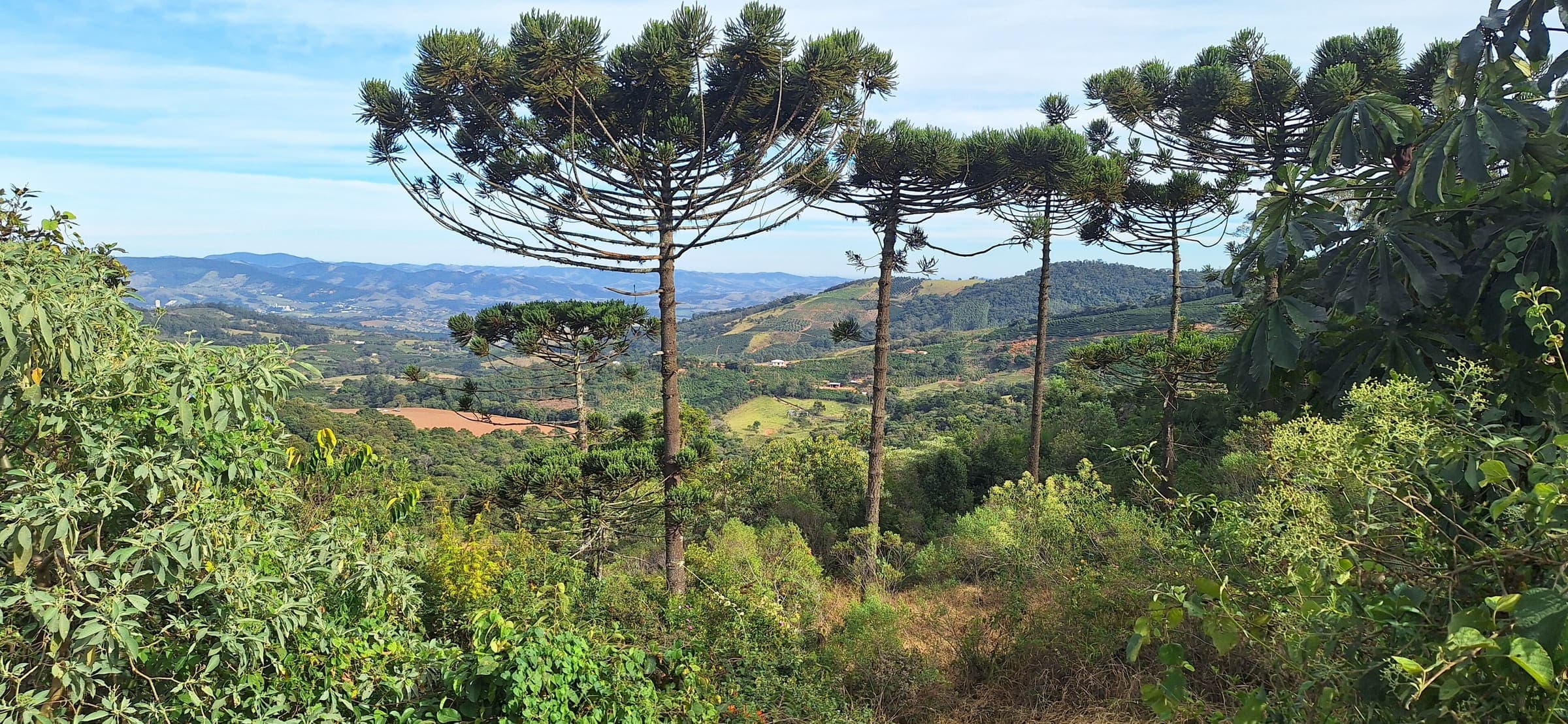 Araucárias e montanhas da Serra da Mantiqueira